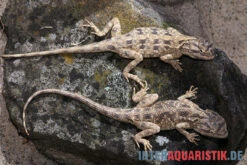 Blaukehl-Agame, Trapelus Savignii 5 Blaukehl-Agame, Trapelus Savignii -Zubehör für Haustieraquarien Blaukehl Agame Trapelus savignii 3