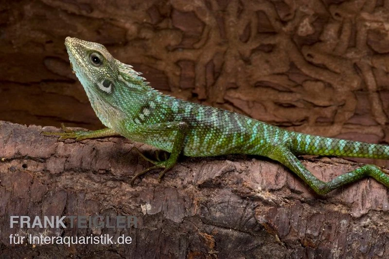 Borneo-Langschwanzagame, Bronchocela Jubata 2 Borneo-Langschwanzagame, Bronchocela Jubata – Bild 2