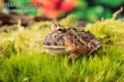 Brasilianischer Schmuckhornfrosch, Ceratophrys Aurita -Zubehör für Haustieraquarien Brasilianischer Schmuckhornfrosch Ceratophrys aurita 1