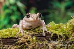 Brauner Waldsteiger, Leptopelis Millsoni -Zubehör für Haustieraquarien Brauner Waldsteiger Leptopelis millsoni 4