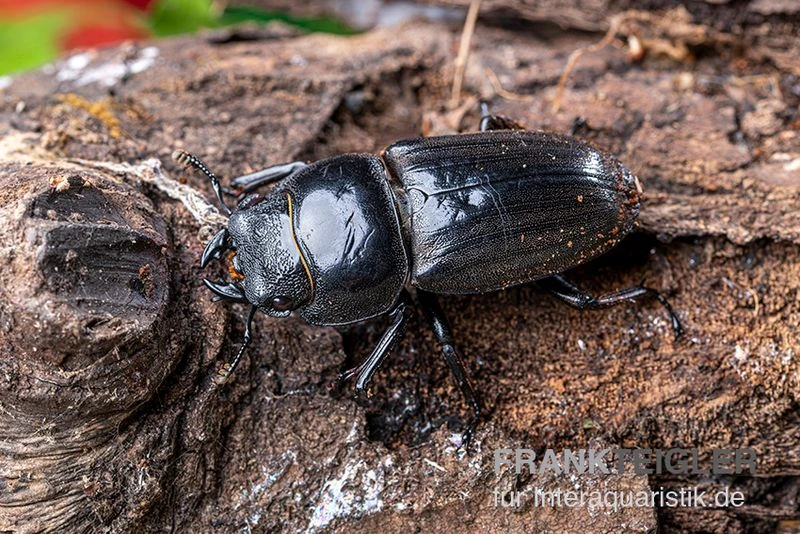 Bucephalus-Hirschkäfer, Dorcus Bucephalus 3 Bucephalus-Hirschkäfer, Dorcus Bucephalus – Bild 3