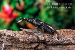 Bucephalus-Hirschkäfer, Dorcus Bucephalus 11 Bucephalus-Hirschkäfer, Dorcus Bucephalus -Zubehör für Haustieraquarien Bucephalus Hirschkaefer Dorcus bucephalus 4