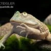 Budgett`s-Frosch, Lepidobatrachus Laevis