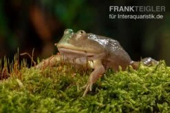 Budgett`s-Frosch, Lepidobatrachus Laevis -Zubehör für Haustieraquarien Budgetts Frosch Lepidobatrachus laevis 3