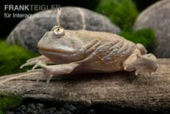 Budgett`s-Frosch, Lepidobatrachus Laevis -Zubehör für Haustieraquarien Budgetts Frosch Lepidobatrachus laevis 4
