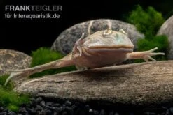 Budgett`s-Frosch, Lepidobatrachus Laevis -Zubehör für Haustieraquarien Budgetts Frosch Lepidobatrachus laevis 5