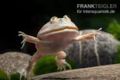 Budgett`s-Frosch, Lepidobatrachus Laevis -Zubehör für Haustieraquarien Budgetts Frosch Lepidobatrachus laevis 6