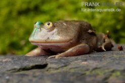 Budgett`s-Frosch, Lepidobatrachus Laevis -Zubehör für Haustieraquarien Budgetts Frosch Lepidobatrachus laevis 7