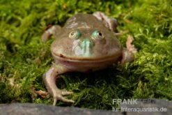 Budgett`s-Frosch, Lepidobatrachus Laevis -Zubehör für Haustieraquarien Budgetts Frosch Lepidobatrachus laevis 8