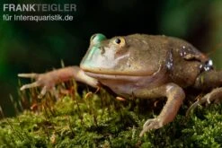 Budgett`s-Frosch, Lepidobatrachus Laevis -Zubehör für Haustieraquarien Budgetts Frosch Lepidobatrachus laevis 9