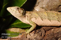 Buntleguan, Polychrus Marmoratus -Zubehör für Haustieraquarien Buntleguan Polychrus marmoratus 3