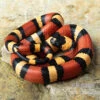 Campbell Dreiecksnatter "Apricot", Lampropeltis Tringulum Campbelli