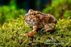 Butterfly Ornated-Pacman-Frog, Ceratophrys Ornata Butterfly Ornated -Zubehör für Haustieraquarien Ceratophrys cranwelli Butterfly Ornated 12