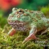 Peppermint-Pacman-Frog, Ceratophrys Cranwelli Peppermint