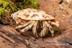 5 Kleine Landeinsiedlerkrebse, Coenobita Spec. -Zubehör für Haustieraquarien Coenobita White Tiger 8
