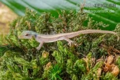 Conrau`s Zwerggecko, Lygodactylus Conraui 5 Conrau`s Zwerggecko, Lygodactylus Conraui -Zubehör für Haustieraquarien Conraus Zwerggecko Lygodactylus conraui 3