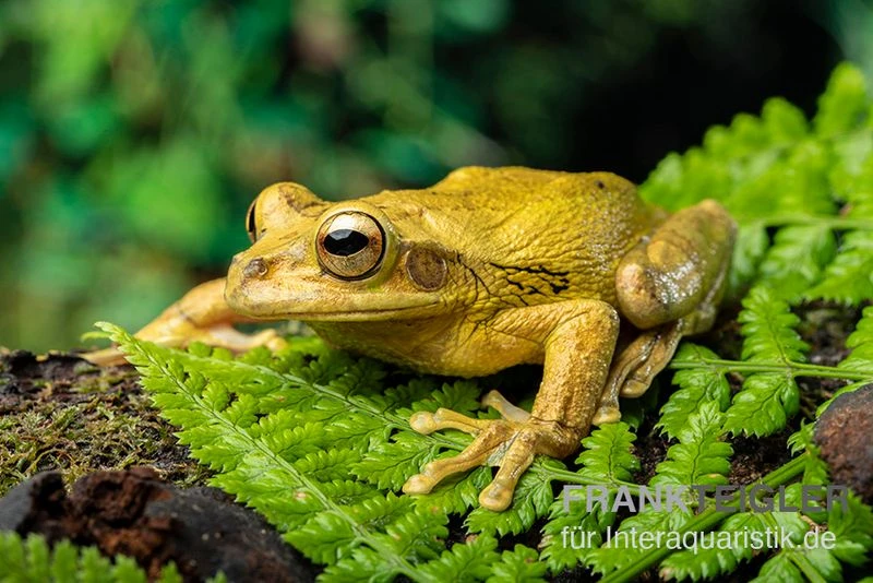 Costa Rica-Maskenlaubfrosch, Smilisca Phaeota 1 Costa Rica-Maskenlaubfrosch, Smilisca Phaeota
