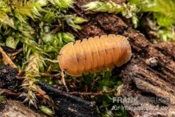Mandarin-Assel, Cubaris Sp. “RubberduckyMandarin” -Zubehör für Haustieraquarien Cubaris sp Rubberducky Mandarin Assel