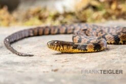 Diamant-Schwimmnatter, Nerodia Rhombifer 5 Diamant-Schwimmnatter, Nerodia Rhombifer -Zubehör für Haustieraquarien Diamant Schwimmnatter Nerodia rhombifer 3