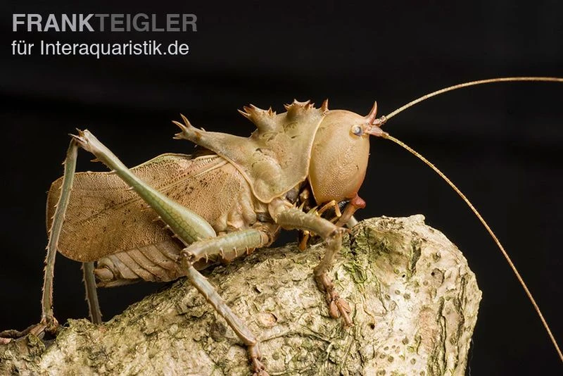 Drachenkopfschrecke, Eumegalodon Spec. 1 Drachenkopfschrecke, Eumegalodon Spec.