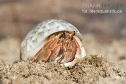 5 Kleine Landeinsiedlerkrebse, Coenobita Spec. -Zubehör für Haustieraquarien Einsiedlerkrebs 2 1