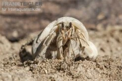 5 Kleine Landeinsiedlerkrebse, Coenobita Spec. -Zubehör für Haustieraquarien Einsiedlerkrebs 3 1
