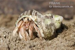 5 Kleine Landeinsiedlerkrebse, Coenobita Spec. -Zubehör für Haustieraquarien Einsiedlerkrebs 3