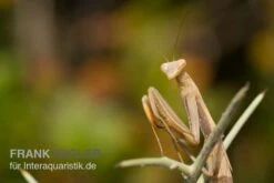 Europäische Gottesanbeterin, Mantis Religiosa 7 Europäische Gottesanbeterin, Mantis Religiosa -Zubehör für Haustieraquarien Europaeische Gottesanbeterin Mantis religiosa