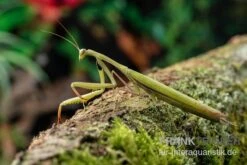 Europäische Gottesanbeterin, Mantis Religiosa 6 Europäische Gottesanbeterin, Mantis Religiosa -Zubehör für Haustieraquarien Europaeische Gottesanbeterin Mantis religiosa neu 3