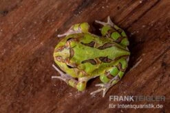 Fantasy Pacman Frog Grün, Ceratophrys Cornuta X Ceratophrys Cranwelli 5 Fantasy Pacman Frog Grün, Ceratophrys Cornuta X Ceratophrys Cranwelli -Zubehör für Haustieraquarien Fantasy Pacman Frog gruen C cornuta x C cranwelli 03