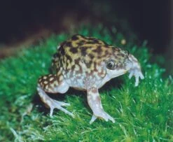Ferkelfrosch, Hemisus Marmoratus -Zubehör für Haustieraquarien Ferkelfrosch Hemisus marmoratus