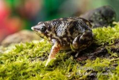 Ferkelfrosch, Hemisus Marmoratus -Zubehör für Haustieraquarien Ferkelfrosch Hemisus marmoratus neu 3