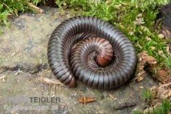 Firehead-Millipede, Spirostreptus Servatius