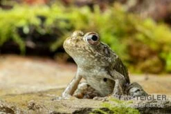 Flussfrosch, Rana Heckscheri 5 Flussfrosch, Rana Heckscheri -Zubehör für Haustieraquarien Flussfrosch Rana heckscheri 3