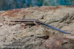 Fünfstreifenskink, Trachylepis Quinquetaeniata 11 Fünfstreifenskink, Trachylepis Quinquetaeniata -Zubehör für Haustieraquarien Fuenfstreifenskink Trachylepis quinquetaeniata 3 neu jpg