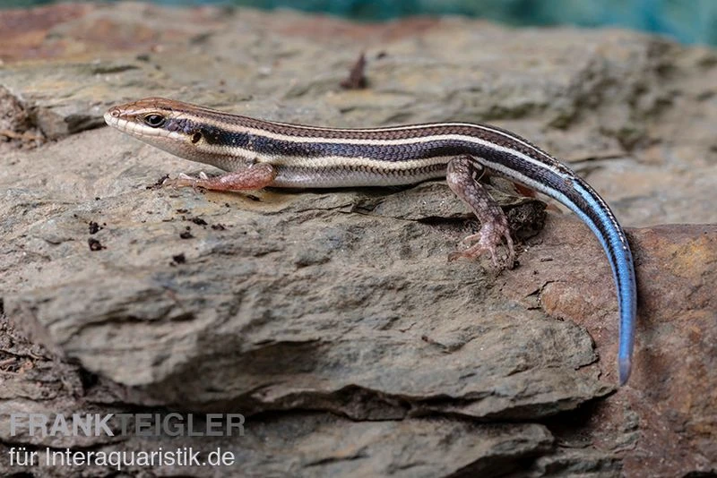 Fünfstreifenskink, Trachylepis Quinquetaeniata 4 Fünfstreifenskink, Trachylepis Quinquetaeniata – Bild 4
