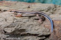 Fünfstreifenskink, Trachylepis Quinquetaeniata 13 Fünfstreifenskink, Trachylepis Quinquetaeniata -Zubehör für Haustieraquarien Fuenfstreifenskink Trachylepis quinquetaeniata 5 neu jpg