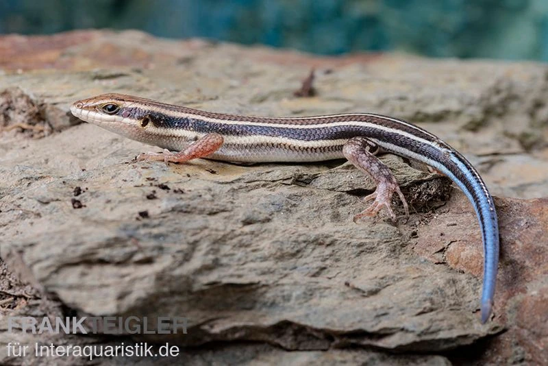 Fünfstreifenskink, Trachylepis Quinquetaeniata 6 Fünfstreifenskink, Trachylepis Quinquetaeniata – Bild 6