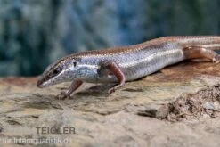 Fünfstreifenskink, Trachylepis Quinquetaeniata 15 Fünfstreifenskink, Trachylepis Quinquetaeniata -Zubehör für Haustieraquarien Funfstreifenskink Trachylepis quinquetaeniata 2 1