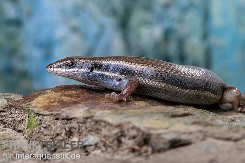 Fünfstreifenskink, Trachylepis Quinquetaeniata 8 Fünfstreifenskink, Trachylepis Quinquetaeniata – Bild 8