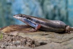 Fünfstreifenskink, Trachylepis Quinquetaeniata 17 Fünfstreifenskink, Trachylepis Quinquetaeniata -Zubehör für Haustieraquarien Funfstreifenskink Trachylepis quinquetaeniata 2 3