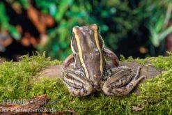 Galam Weißlippen-Frosch, Amnirana Galamensis -Zubehör für Haustieraquarien Galam Weisslippen Frosch Amnirana galamensis 3