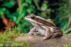 Galam Weißlippen-Frosch, Amnirana Galamensis -Zubehör für Haustieraquarien Galam Weisslippen Frosch Amnirana galamensis 4