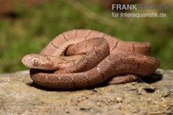 Gansi-Eierschlange, Dasypeltis Gansi 8 Gansi-Eierschlange, Dasypeltis Gansi -Zubehör für Haustieraquarien Gansi Eierschlange Dasypeltis gansi neu 3