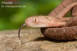 Gansi-Eierschlange, Dasypeltis Gansi 9 Gansi-Eierschlange, Dasypeltis Gansi -Zubehör für Haustieraquarien Gansi Eierschlange Dasypeltis gansi neu 4