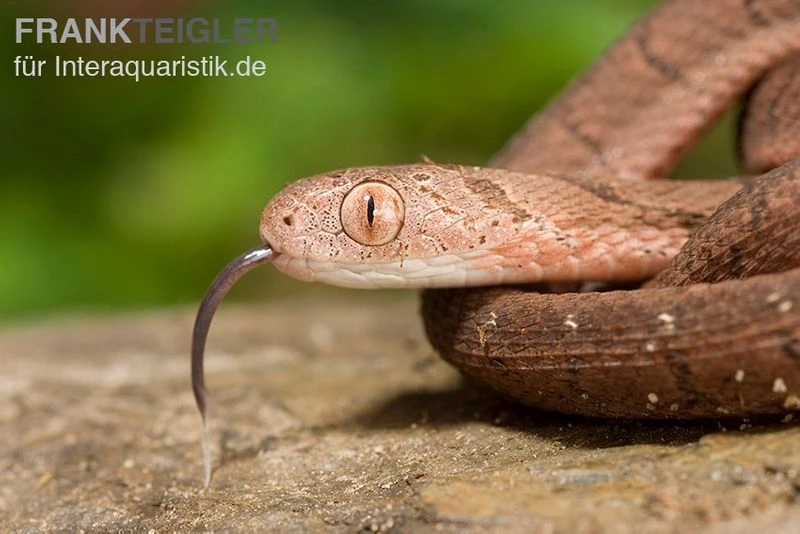 Gansi-Eierschlange, Dasypeltis Gansi 4 Gansi-Eierschlange, Dasypeltis Gansi – Bild 4
