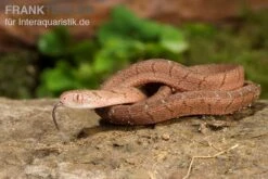 Gansi-Eierschlange, Dasypeltis Gansi 10 Gansi-Eierschlange, Dasypeltis Gansi -Zubehör für Haustieraquarien Gansi Eierschlange Dasypeltis gansi neu 5