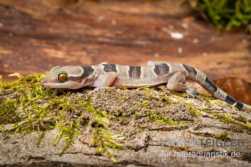 Gebänderter Blattzehengecko, Hemidactylus Fasciatus 3 Gebänderter Blattzehengecko, Hemidactylus Fasciatus – Bild 3