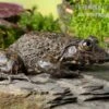 Gekrönter Ochsenfrosch, Hoplobatrachus Occipitalis