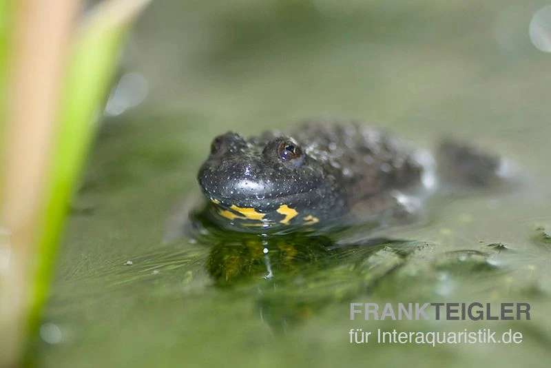 Gelbbauchunke, Bombina Variegata 2 Gelbbauchunke, Bombina Variegata – Bild 2